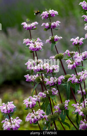 Phlomis tuberosa fiori da giardino, bumblebee battenti Foto Stock