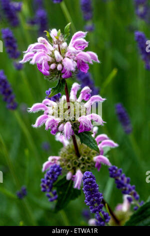 Phlomis tuberosa Gerusalemme salvia lavanda Foto Stock