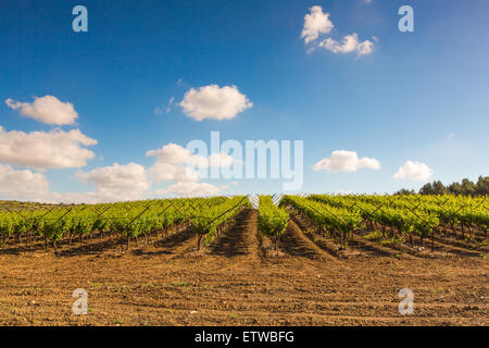 Paesaggio rurale, piantagione di vigneti in estate Foto Stock