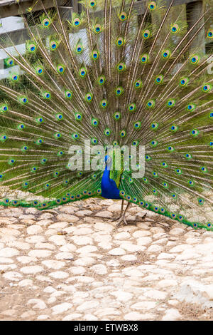 Peacock con Apri coda colorati vicino al laghetto Foto Stock