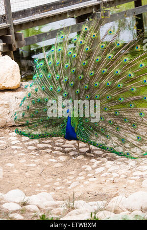 Peacock con coda aperta vicino al laghetto Foto Stock