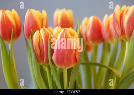 Bel gruppo di tulipani rossi e gialli (Tulipa) fiori su sfondo grigio - studio girato Foto Stock