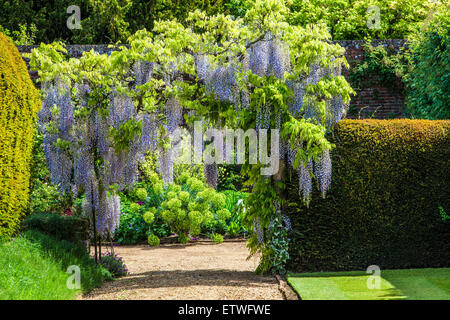 Blu cinese di fioritura Wisteria sinensis in il giardino murato di Bowood House nel Wiltshire. Foto Stock