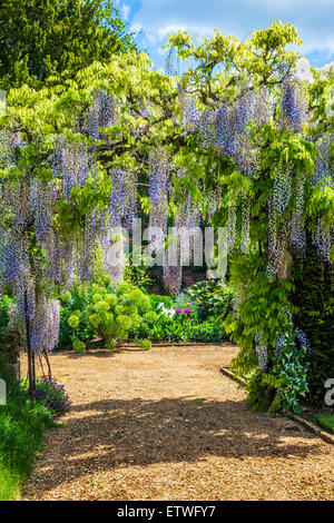 Blu cinese di fioritura Wisteria sinensis in il giardino murato di Bowood House nel Wiltshire. Foto Stock