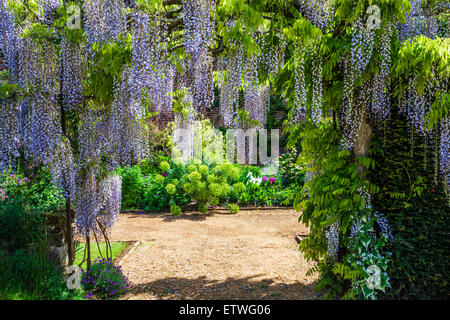 Blu cinese di fioritura Wisteria sinensis in il giardino murato di Bowood House nel Wiltshire. Foto Stock