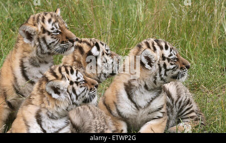 Berlino, Germania. 16 Giugno, 2015. Quattro siberiano cuccioli di tigre sono introdotti al Tierpark zoo di Berlino in Germania, 16 giugno 2015. I cuccioli di tigre sono nati il 23 aprile 2015. La cucciolata rare include tre femminili e una tigre maschio. © dpa picture alliance/Ala Foto Stock