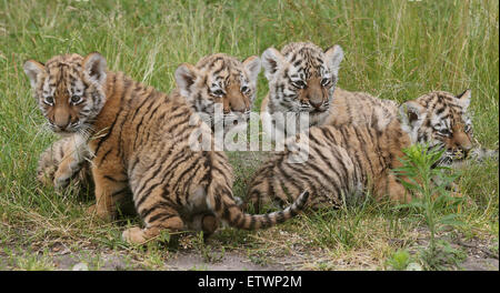 Berlino, Germania. 16 Giugno, 2015. Quattro siberiano cuccioli di tigre sono introdotti al Tierpark zoo di Berlino in Germania, 16 giugno 2015. I cuccioli di tigre sono nati il 23 aprile 2015. La cucciolata rare include tre femminili e una tigre maschio. © dpa picture alliance/Ala Foto Stock