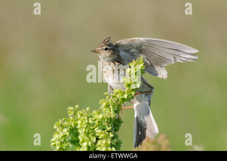 Eurasian Skylark nel campo vicino a Mosca, Russia Foto Stock