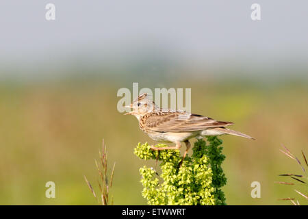 Eurasian Skylark nel campo vicino a Mosca, Russia Foto Stock