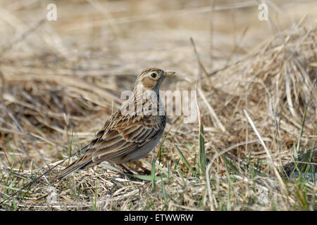 Eurasian Skylark nel campo vicino a Mosca, Russia Foto Stock