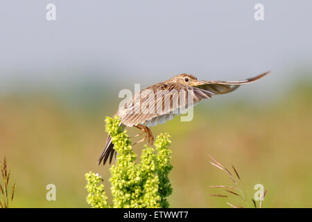 Eurasian Skylark nel campo vicino a Mosca, Russia Foto Stock