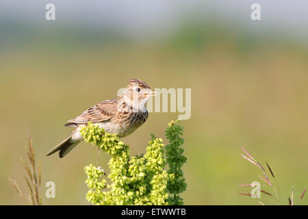 Eurasian Skylark nel campo vicino a Mosca, Russia Foto Stock