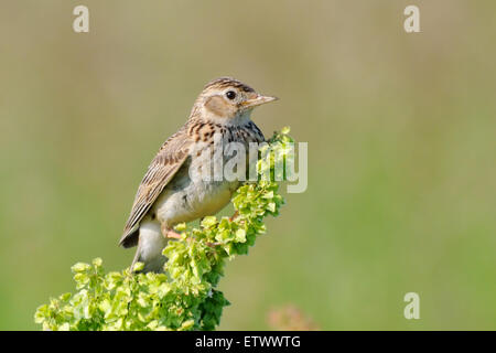 Eurasian Skylark nel campo vicino a Mosca, Russia Foto Stock