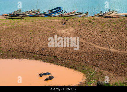 Buffalo rilassante in un fango nuotano vicino al fiume Mekong Foto Stock