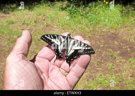 L'Oregon a coda di rondine, a farfalla (Papilio oregonius), nella cascata montagne centrali di Oregon. Foto Stock