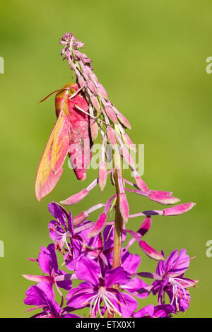 Elephant Hawk-moth (Deilephila elpenor) insetto adulto in appoggio sul Rosebay Willowherb (Chamerion angustifolium), Norfolk, Inghilterra, Foto Stock