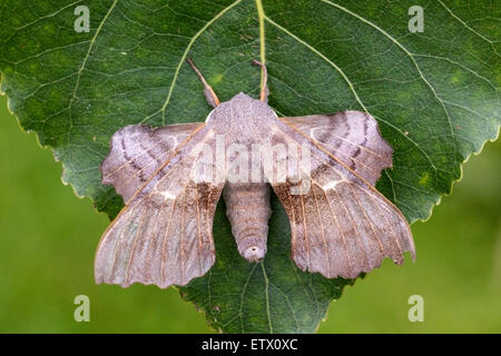 Polar hawk-moth (Laothoe populi) adulto appollaiato sulla foglia di pioppo, Norfolk, Inghilterra, Regno Unito Foto Stock