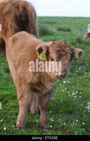 Highland polpaccio (Bos taurus). Iona. Ebridi Interne, costa ovest della Scozia. Giugno 2015 Foto Stock