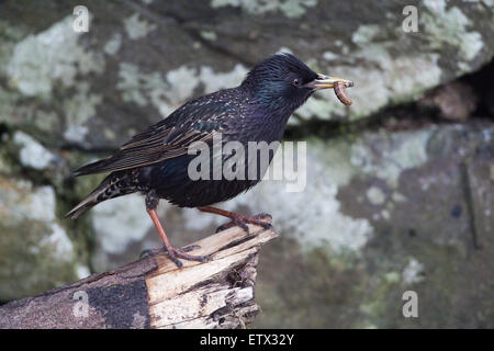 Starling (Sternus vulgaris). Trasporto di larve di invertebrati di nidificare sito all'interno di un muro di pietra. Iona. Ebridi Interne. La Scozia. Foto Stock