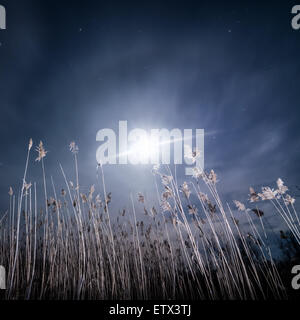 Alo ray della luna - notte di luna piena paesaggio mistico sfondo Foto Stock