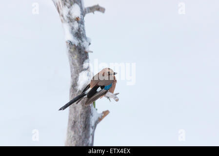 Jay con gelo in piume seduto in un freddo gelido di albero in Lapponia svedese Foto Stock