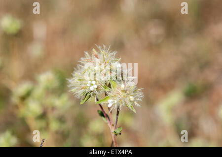 Fiori di timo mastichina Foto Stock