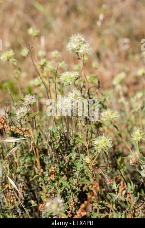 Fiori di timo mastichina Foto Stock