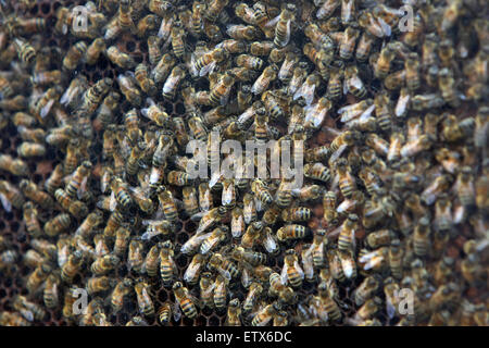 Hannover, Germania, le api da miele dietro il vetro su un favo di miele Foto Stock