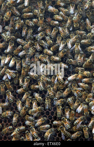 Hannover, Germania, le api da miele dietro il vetro su un favo di miele Foto Stock