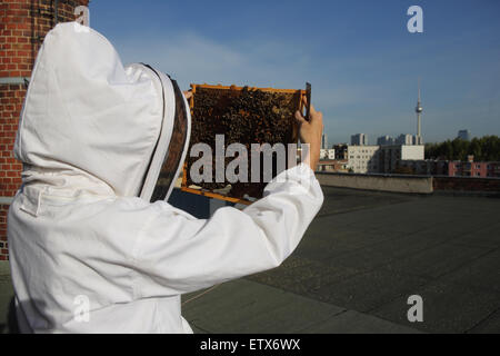 Berlino, Germania, apicoltore ispeziona un pettine di covata di una colonia di api su un tetto, la torre della TV in background Foto Stock