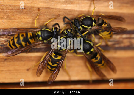 Berlino, Germania, wasp seduto su un pezzo di legno Foto Stock