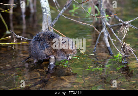 Acqua Vole Arvicola amphibius Teesdale North Pennines County Durham Regno Unito Foto Stock