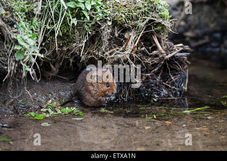 Acqua Vole Arvicola amphibius Teesdale North Pennines County Durham Regno Unito Foto Stock