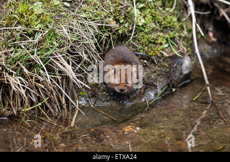 Acqua Vole Arvicola amphibius Teesdale North Pennines County Durham Regno Unito Foto Stock