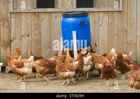 Polli ruspanti alimentazione su un organico smallholding. Foto Stock