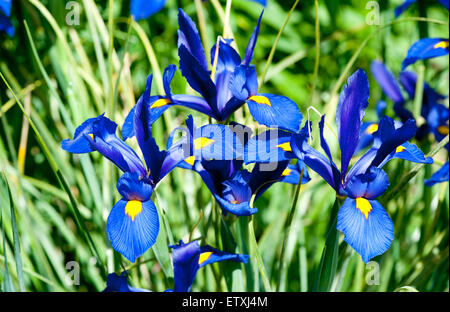 Iris blu fiore su erba verde presso il giardino estivo Foto Stock