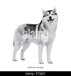 Husky, cane di razza illustrazione Foto Stock