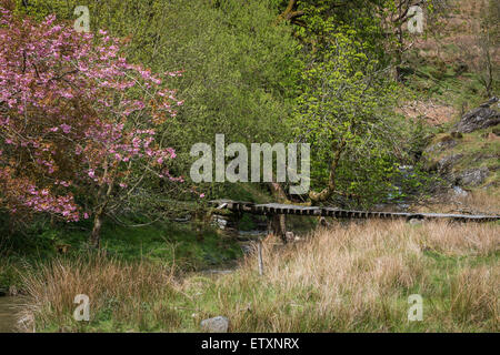 Ponte sopra l'Afon Nant y Fedw, la valle di Nant Irfon, la riserva naturale nazionale comune di Abergwesyn, Powys, Galles, Regno Unito. Foto Stock