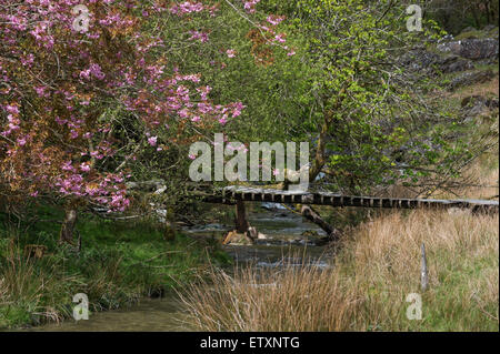 Ponte sopra l'Afon Nant y Fedw, la valle di Nant Irfon, la riserva naturale nazionale comune di Abergwesyn, Powys, Galles, Regno Unito. Foto Stock