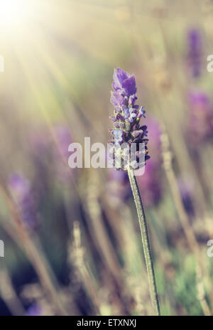 Primo piano di un fiore lavanda sotto il sole splendente Foto Stock