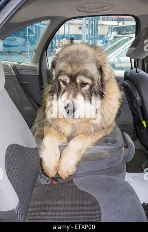 80 chilo Pyrenean Mastiff (Mastin Pirineo) cane sul sedile posteriore di auto in una giornata calda Foto Stock