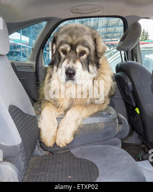 80 chilo Pyrenean Mastiff (Mastin Pirineo) cane sul sedile posteriore di auto in una giornata calda Foto Stock