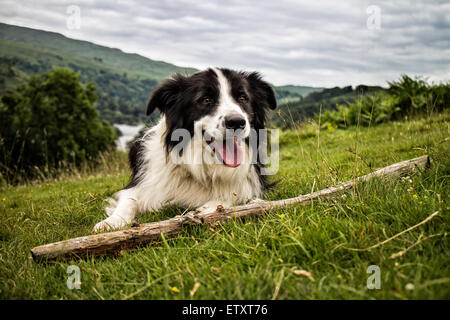 Un Border Collie cercando felice e sorridente nel distretto del Lago Foto Stock