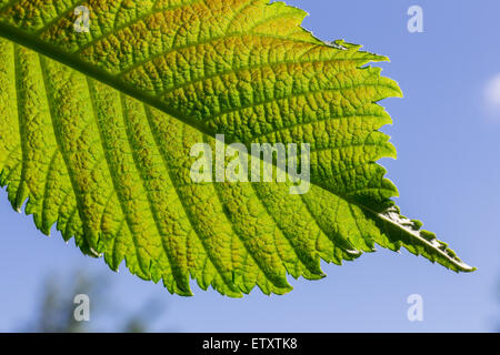 Una foglia verde con vene visibili un blu cielo nuvoloso Foto Stock