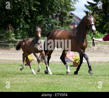 Un piccolo marrone Warmblood puledro con broodmare in corrispondenza di un evento di vendita Foto Stock