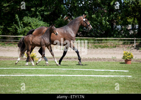 Un piccolo marrone Warmblood puledro con broodmare in corrispondenza di un evento di vendita Foto Stock