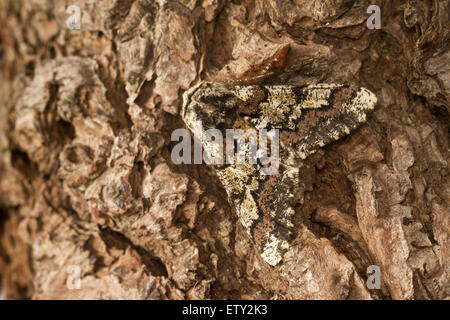 La bellezza di quercia (Biston strataria) moth Foto Stock