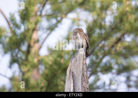 Eurasian Gufo pigmeo (Glaucidium passerinum) Foto Stock
