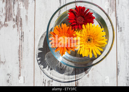 Dai colori luminosi margherite gerbera in vaschetta trasparente con acqua sul tavolo vintage vista superiore Foto Stock