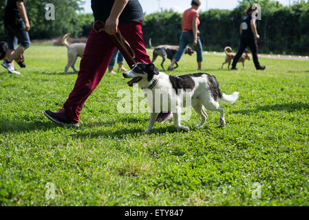 I proprietari di cani di differenti razze che mostra cane obbedienza a dog show Foto Stock